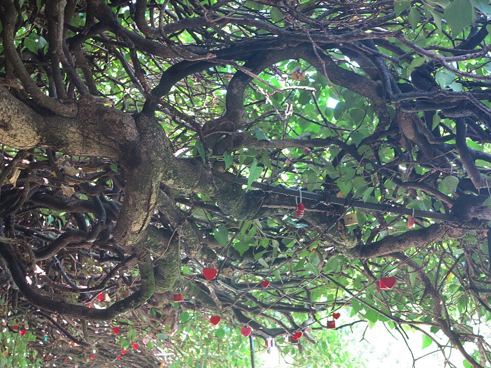 Heart-shaped padlocks hung among the branches of a garden tree